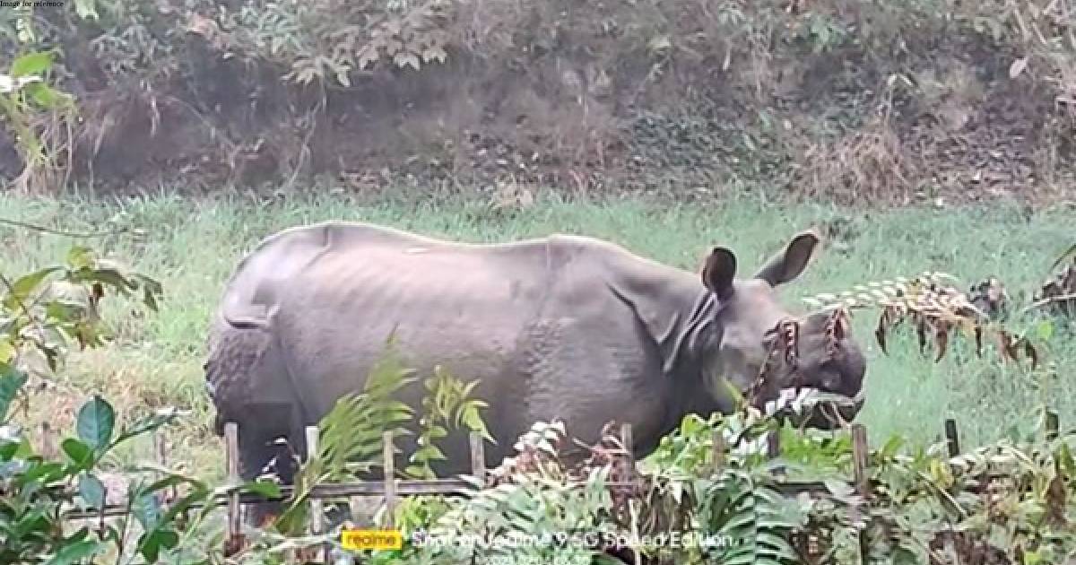 Forest officials injured in rhino attack in Assam's Golaghat